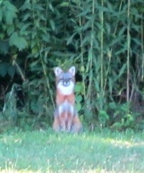 Another visitor - Grey Fox